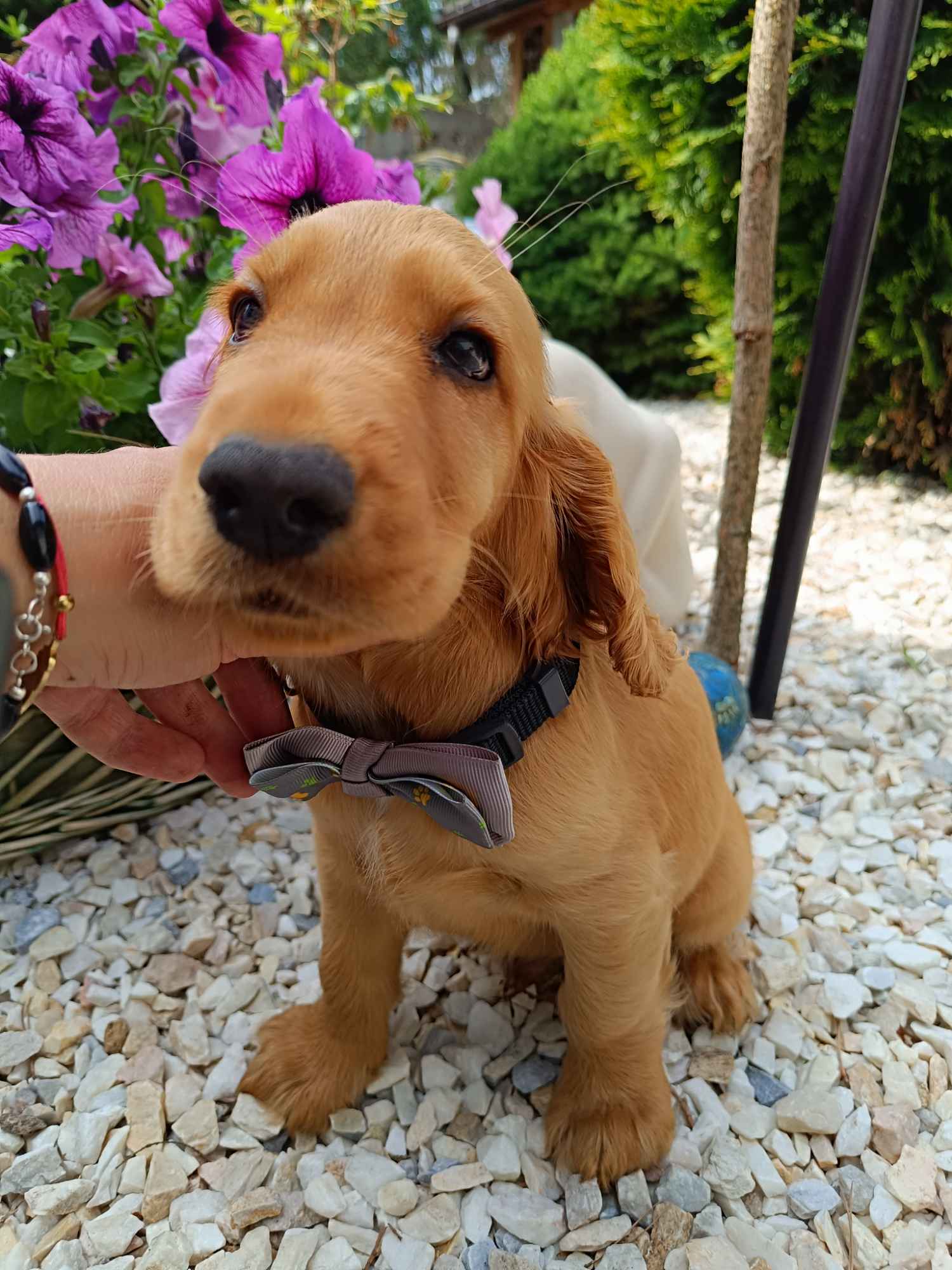 Cocker Spaniel Angielski Bałuty - zdjęcie 4