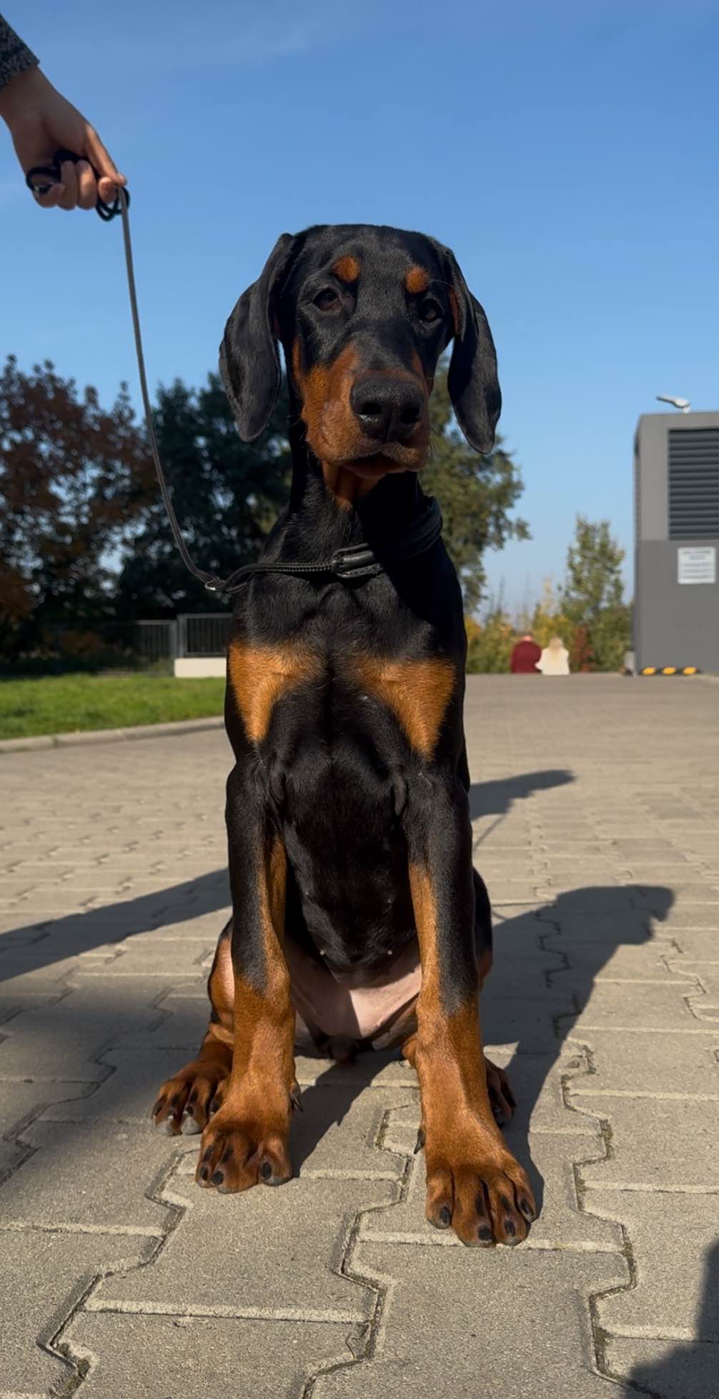 Doberman sunia Śródmieście - zdjęcie 1