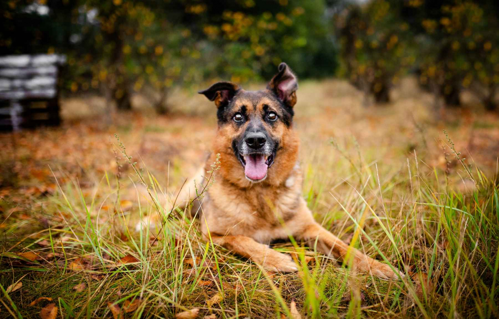 Lizak - kochany, przyjazny owczarek szuka domu Olsztyn - zdjęcie 1