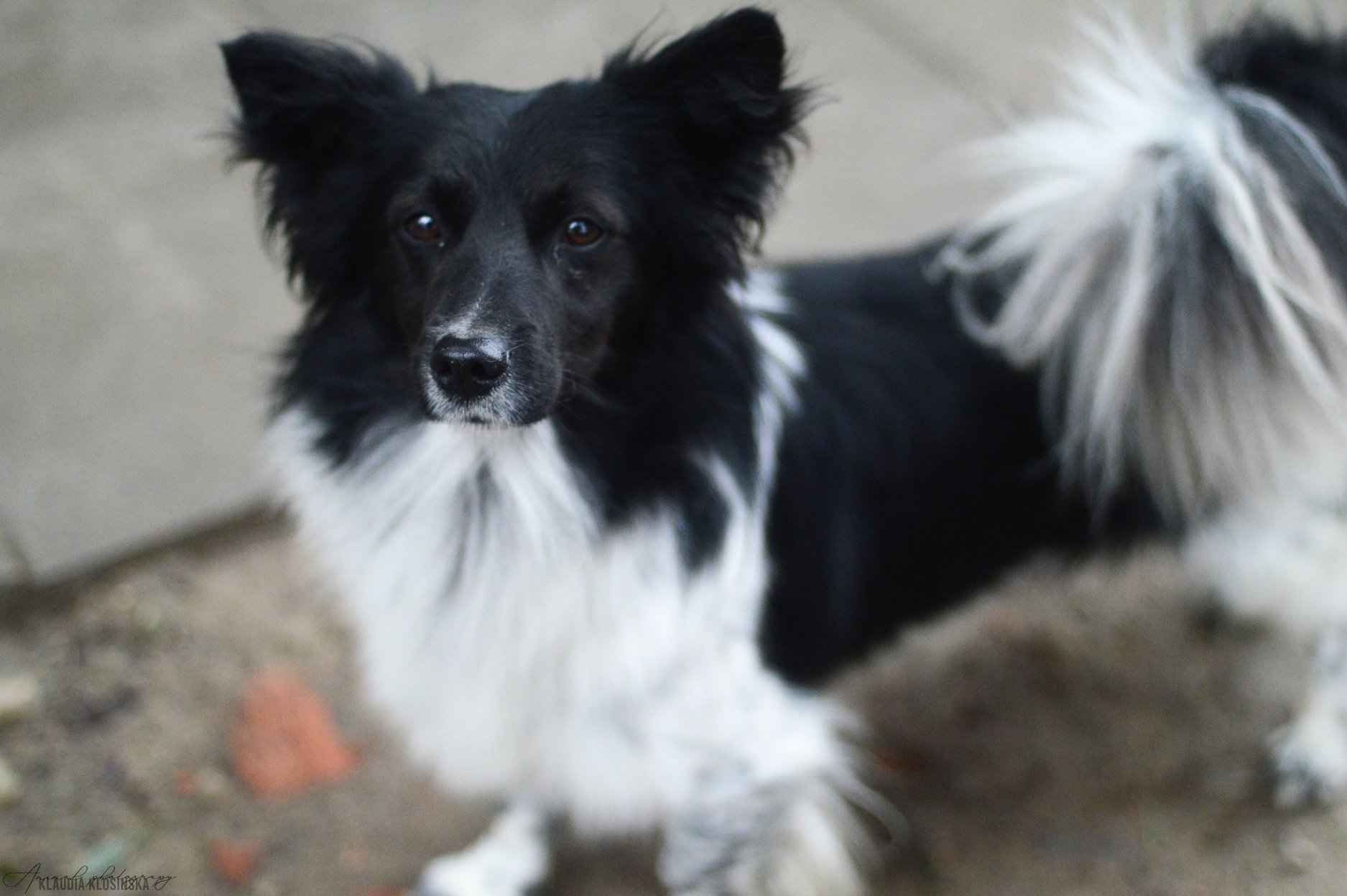 Pędzel - przecudny, niewielki psiak szuka domu! Olsztyn - zdjęcie 2