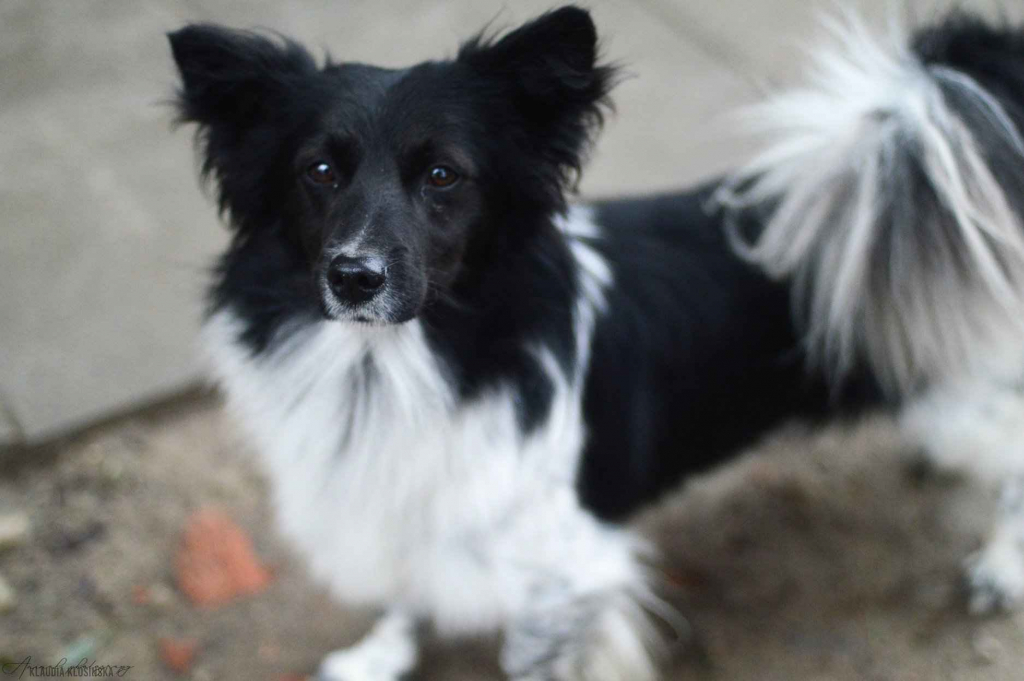 Pędzel - przecudny, niewielki psiak szuka domu! Olsztyn - zdjęcie 2