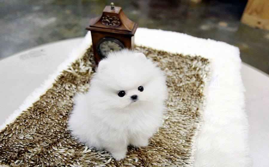 Szczenięta rasy pomeranian – dostępne Praga-Południe - zdjęcie 1