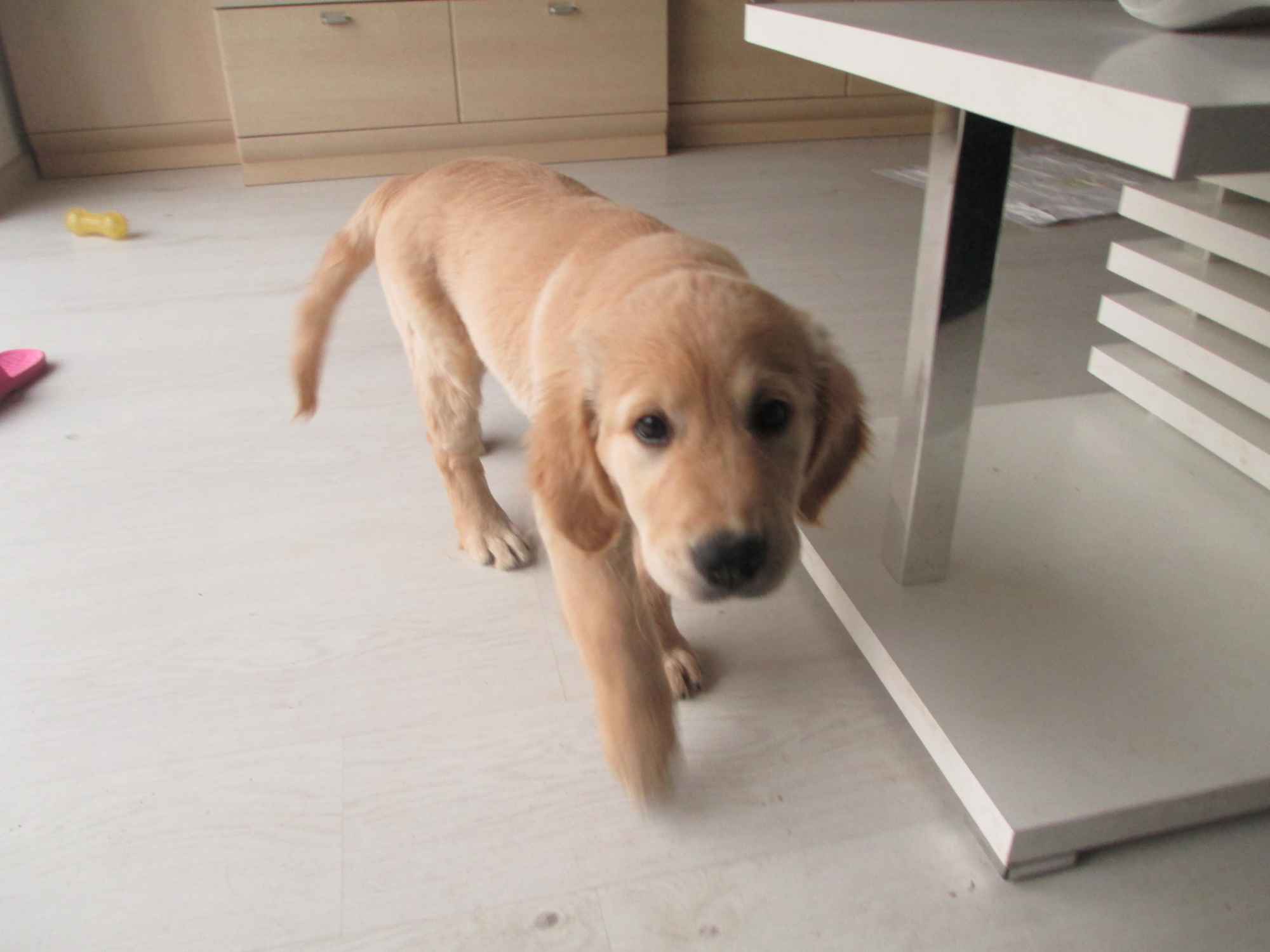 Golden Rretiever szczeniak Stargard - zdjęcie 3