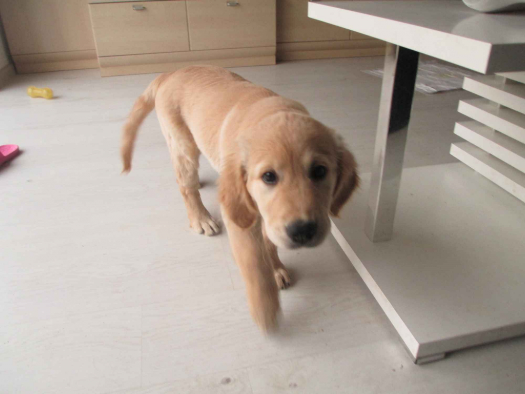 Golden Rretiever szczeniak Stargard - zdjęcie 3