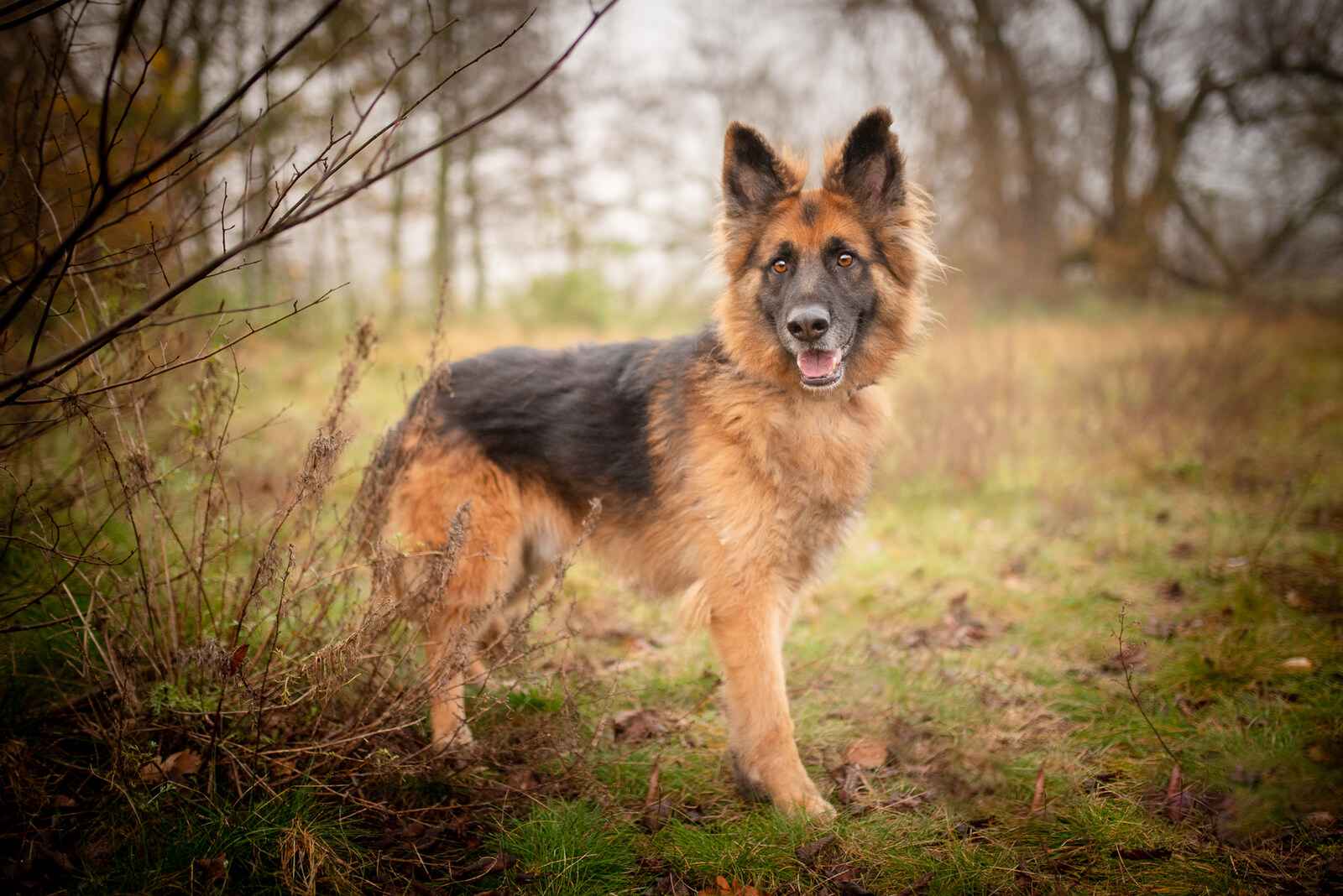 Ares - młody przepiękny owczarek szuka spokojnego domu! Olsztyn - zdjęcie 5