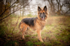 Ares - młody przepiękny owczarek szuka spokojnego domu! Olsztyn - zdjęcie 5