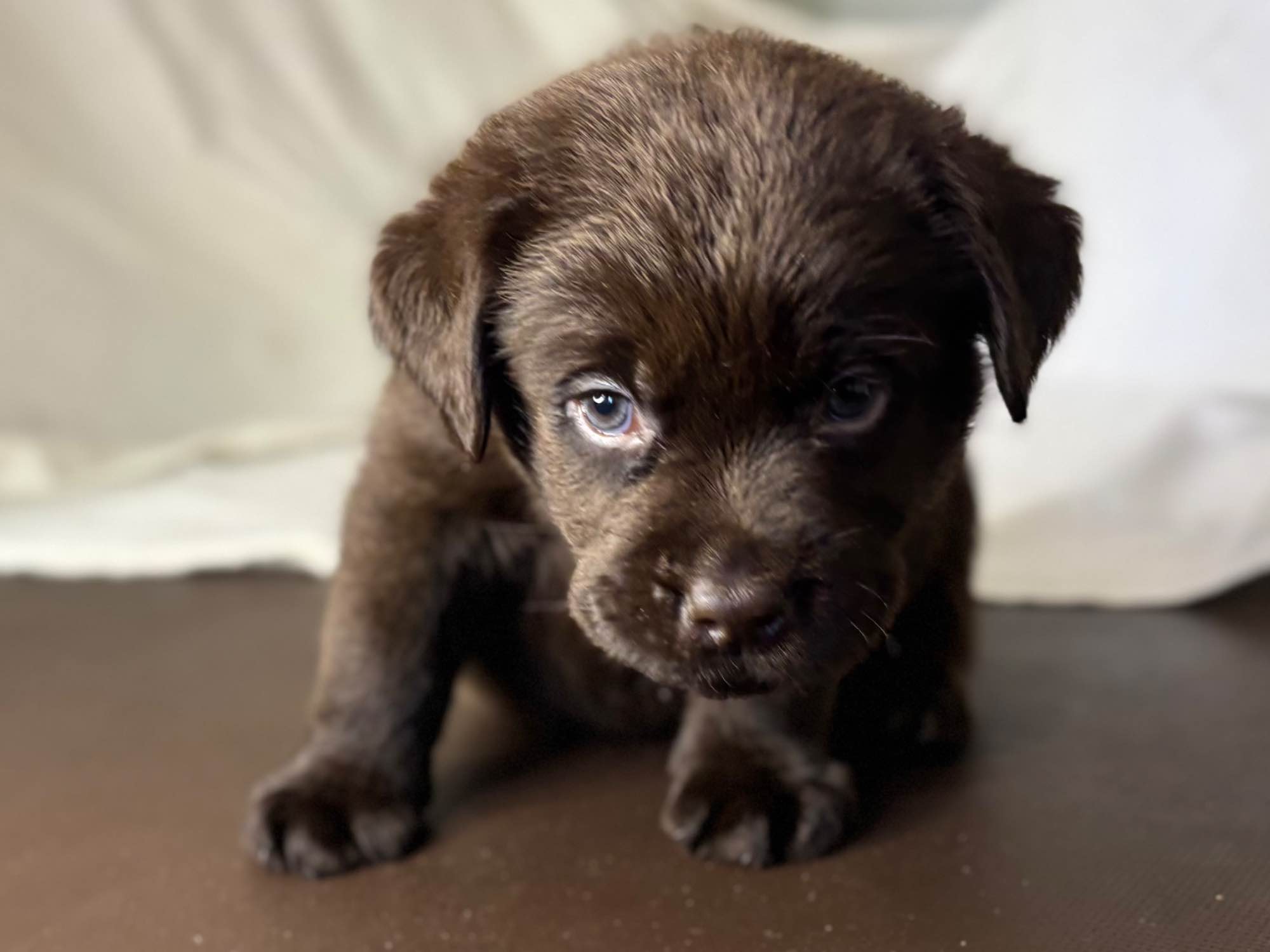 Labrador czekoladowy szczenię Bogumiłowice - zdjęcie 10