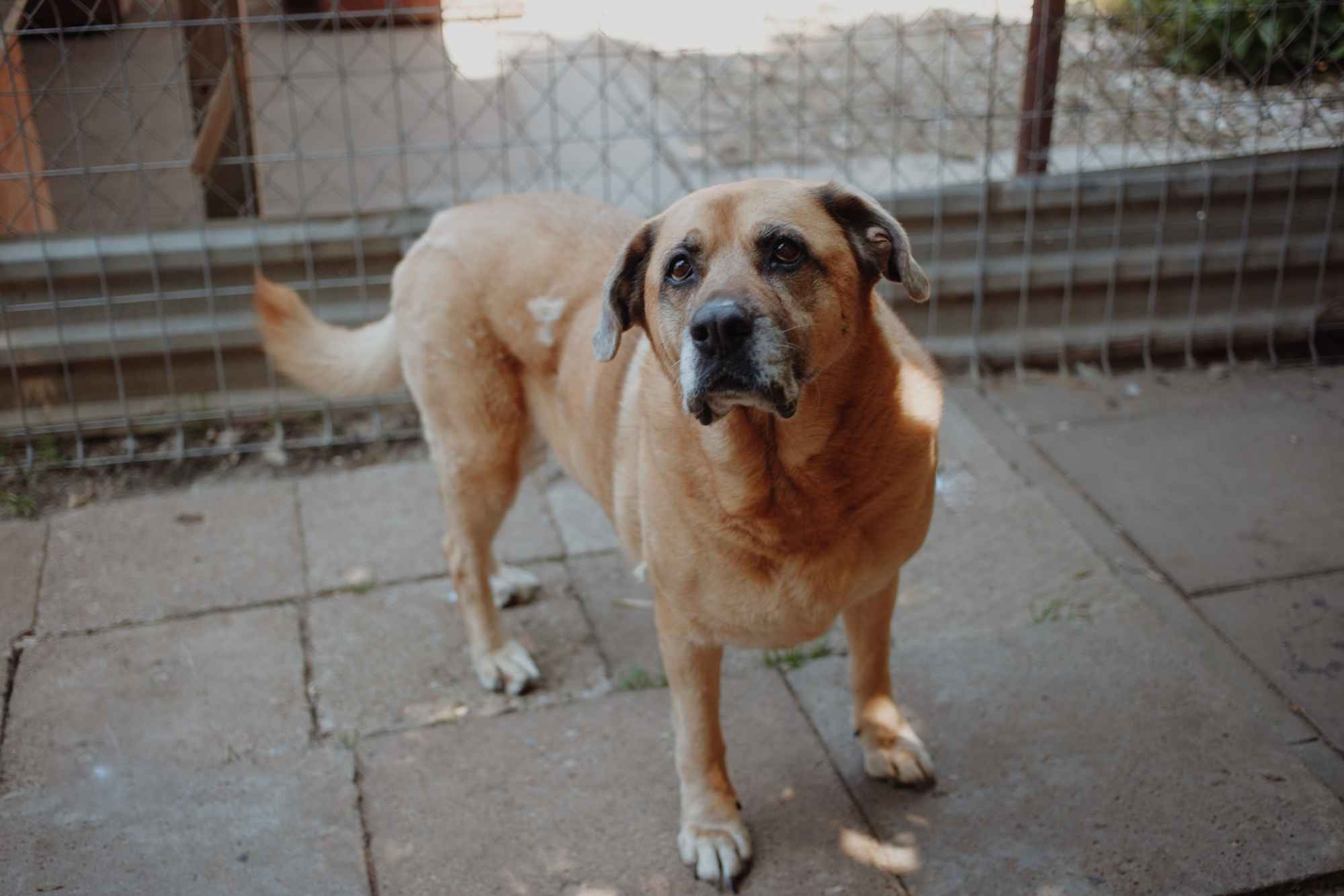 Suzi - domowa, wychowana suczka szuka domu! Olsztyn - zdjęcie 2