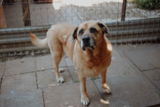 Suzi - domowa, wychowana suczka szuka domu! Olsztyn - zdjęcie 2