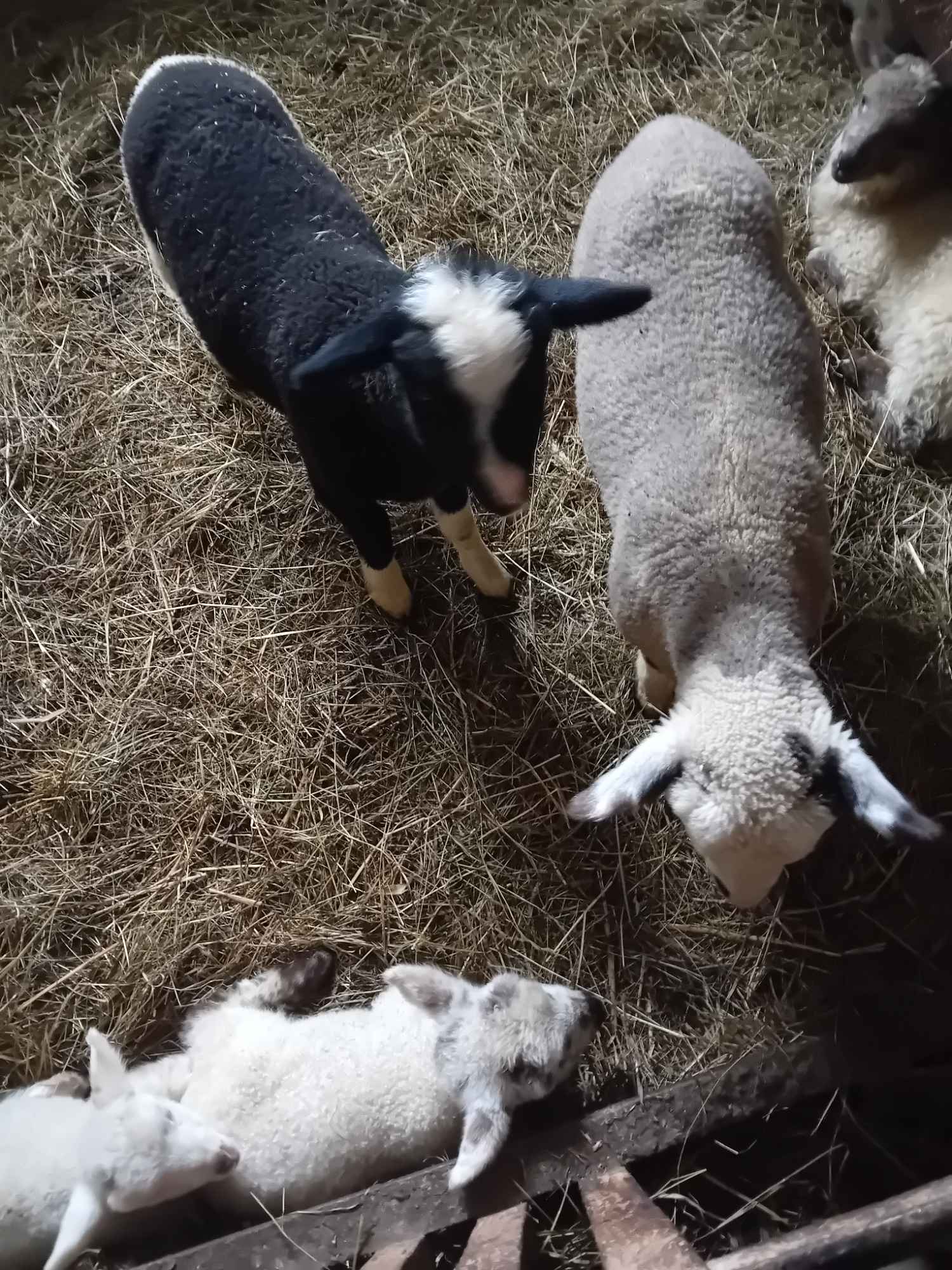 BARANKI DO OGRÓDKA Mszana Dolna - zdjęcie 6