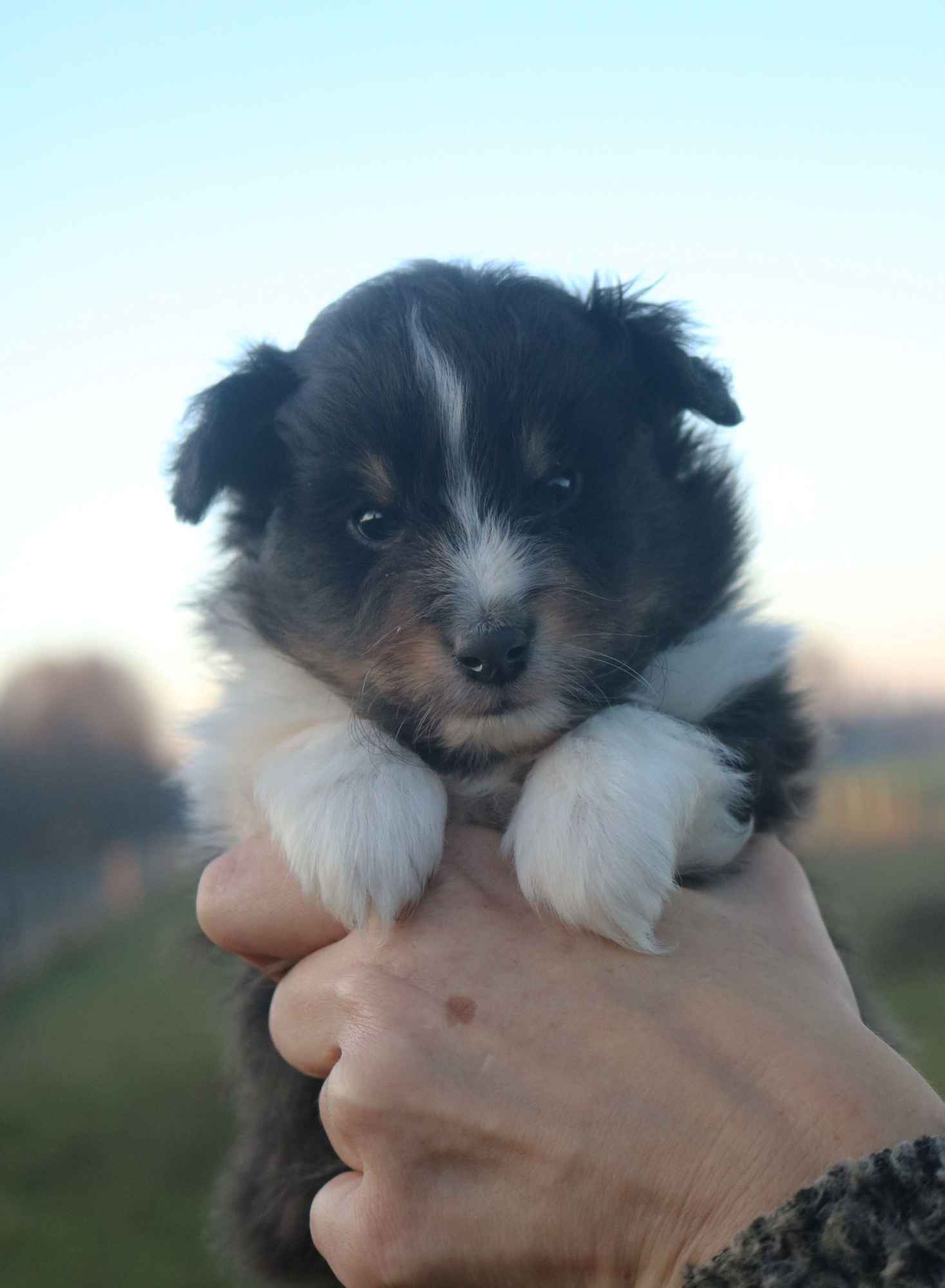 Owczarek szetlandzki sheltie piesek tricolor ZKwP/FCI Gorzów Wielkopolski - zdjęcie 1