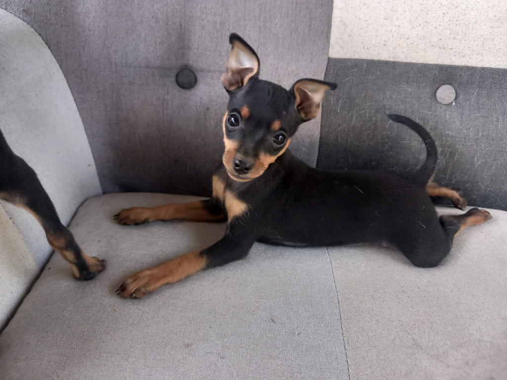 Piesek pińczer ratlerek Janów Lubelski - zdjęcie 1