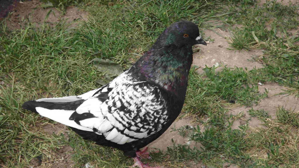 SPRZEDAM GOŁĘBIE Podborze - zdjęcie 1