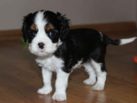 Szczeniaki pieski Cavalier King Charles Spaniel ZKwP FCI Częstochowa - zdjęcie 6