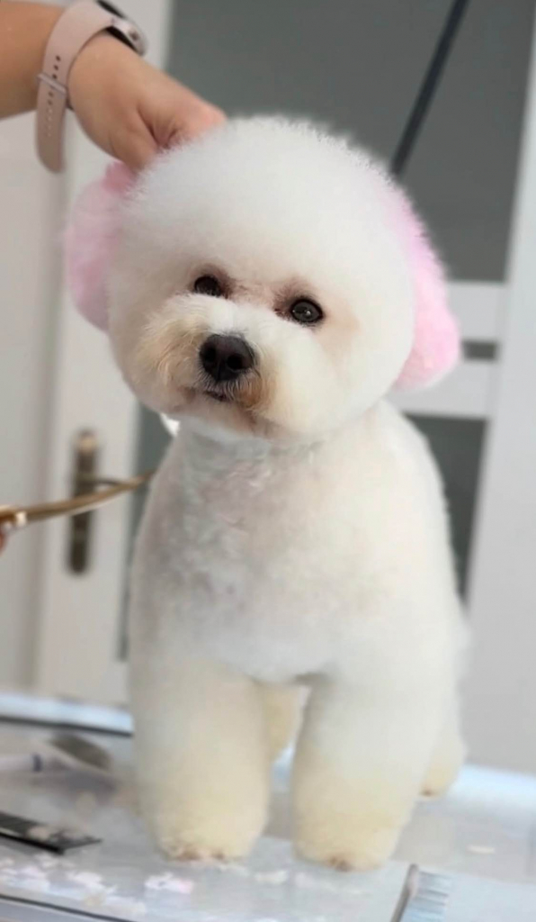 klubowy szczeniak Bichon Frise – z rodowodem, gotowy do nowego domu Rudzica - zdjęcie 7