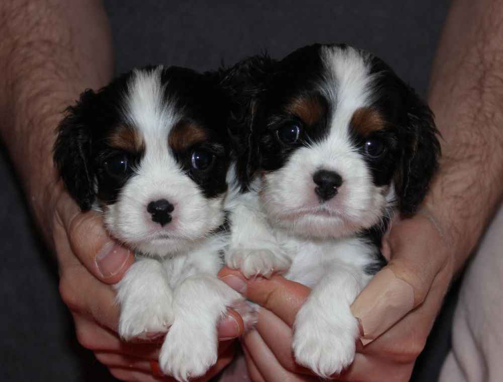 Szczeniaki pieski Cavalier King Charles Spaniel ZKwP FCI Częstochowa - zdjęcie 1