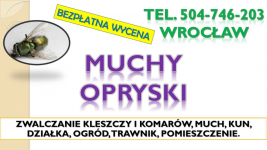 Likwidacja much dezynfekcja, t. 504-746-203, Wrocław. Zwalczanie muchy Psie Pole - zdjęcie 3