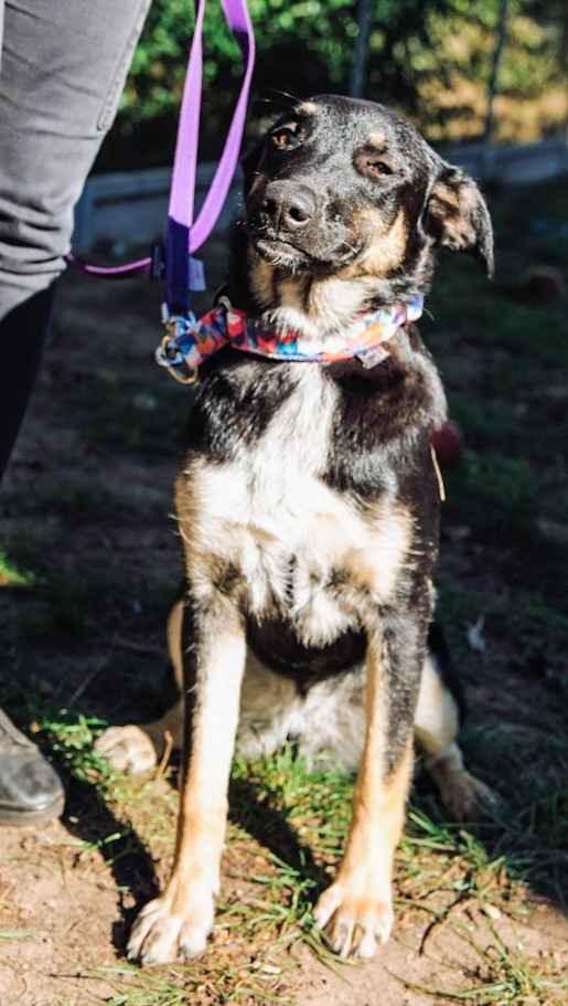 Tutka - sunia ideał, młoda, kotolubna, wesoła Olsztyn - zdjęcie 5