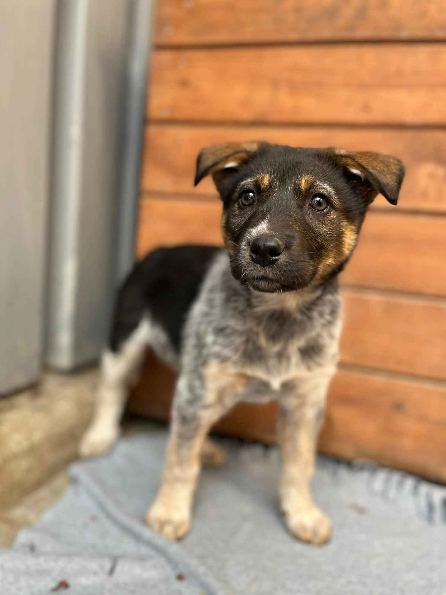 Pyza - słodka, 8 tygodniowa sunia szczeniak szuka domu Olsztyn - zdjęcie 2