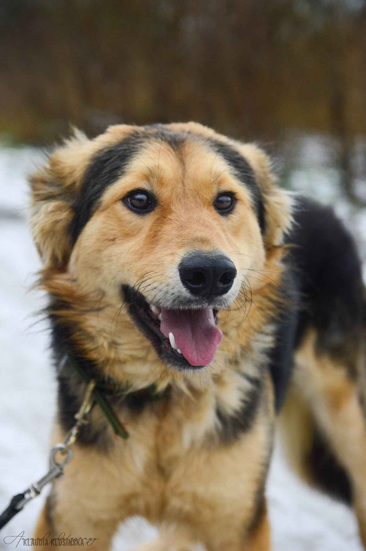 Dukat -  bez szans na dom? Pokochaj go! Olsztyn - zdjęcie 6