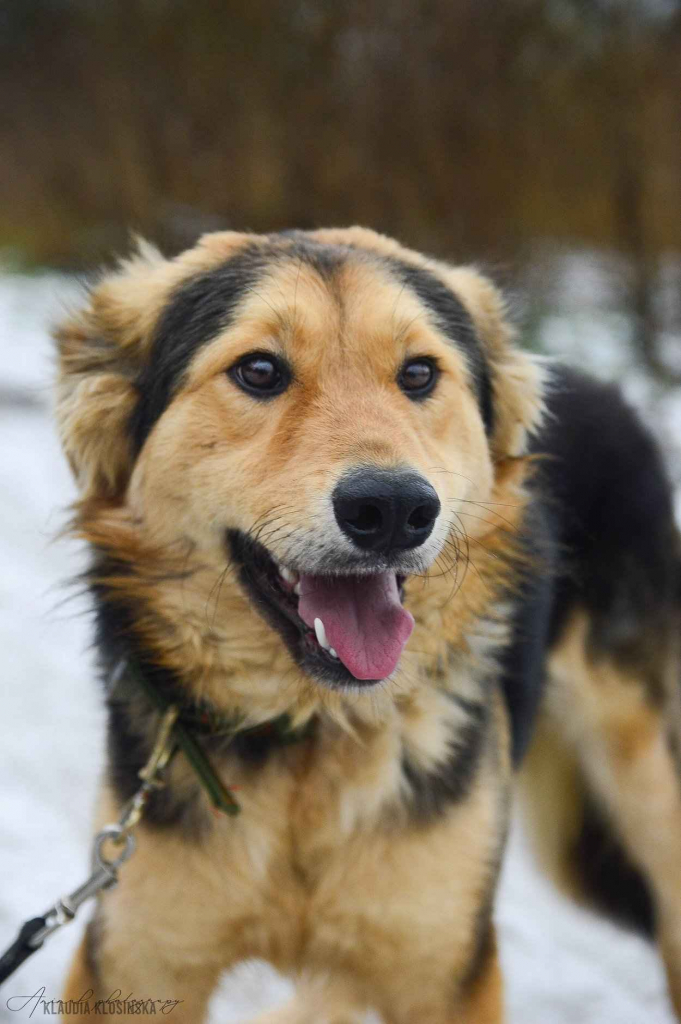 Dukat -  bez szans na dom? Pokochaj go! Olsztyn - zdjęcie 6