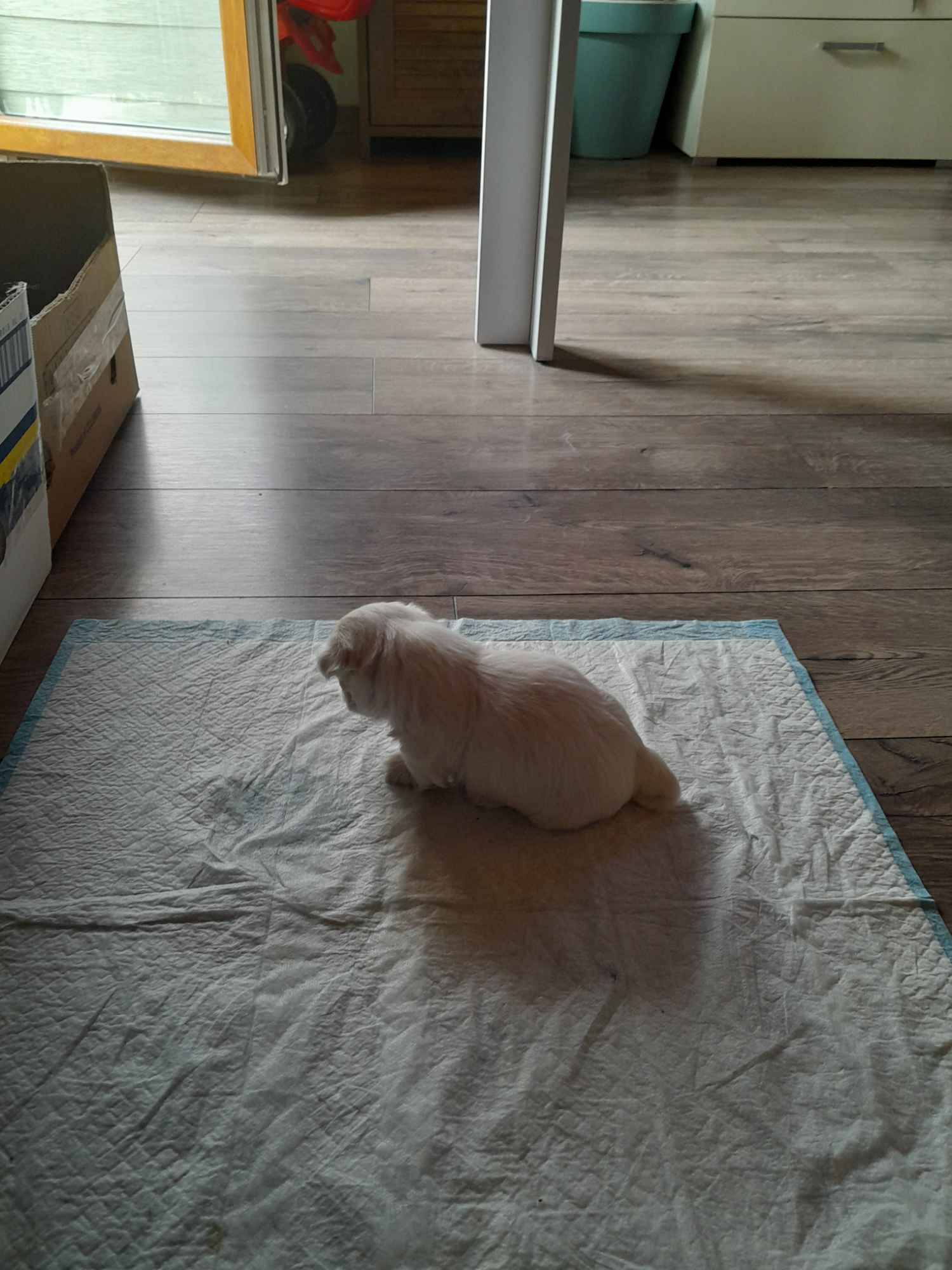 Maltanczyk Ozorków - zdjęcie 2