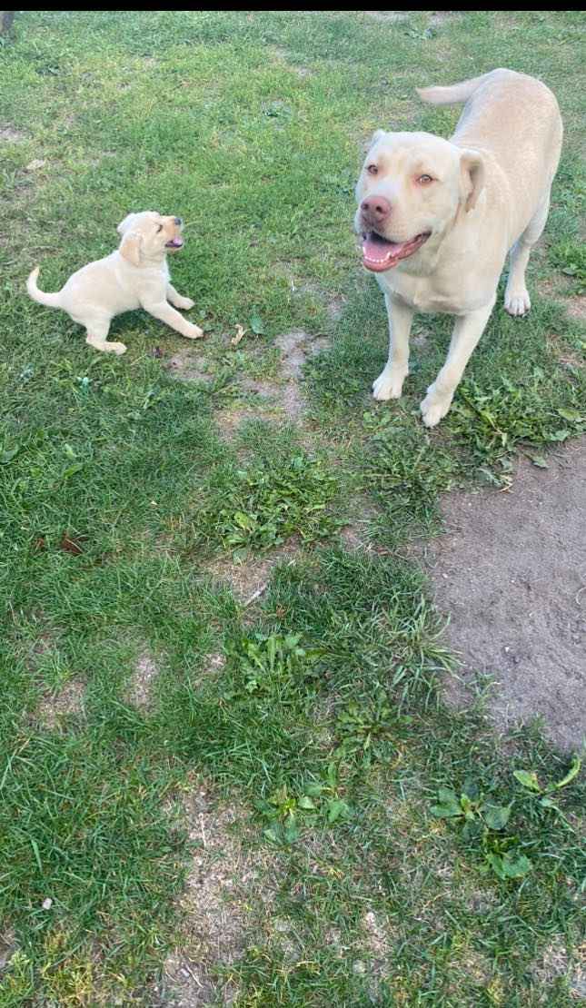 Pies Labrador 2 miesenca Łapy - zdjęcie 3