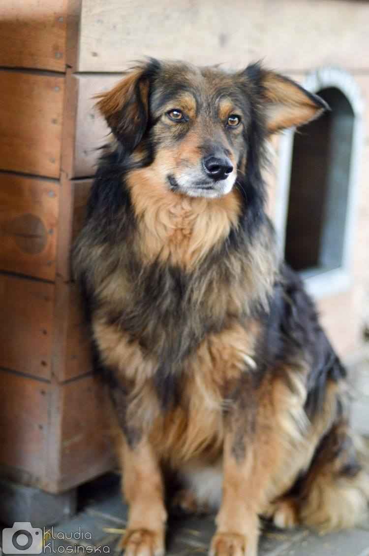 Wyjątkowy Robin szuka wyjątkowego domu Olsztyn - zdjęcie 3