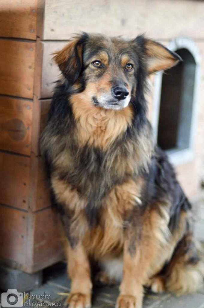 Wyjątkowy Robin szuka wyjątkowego domu Olsztyn - zdjęcie 3
