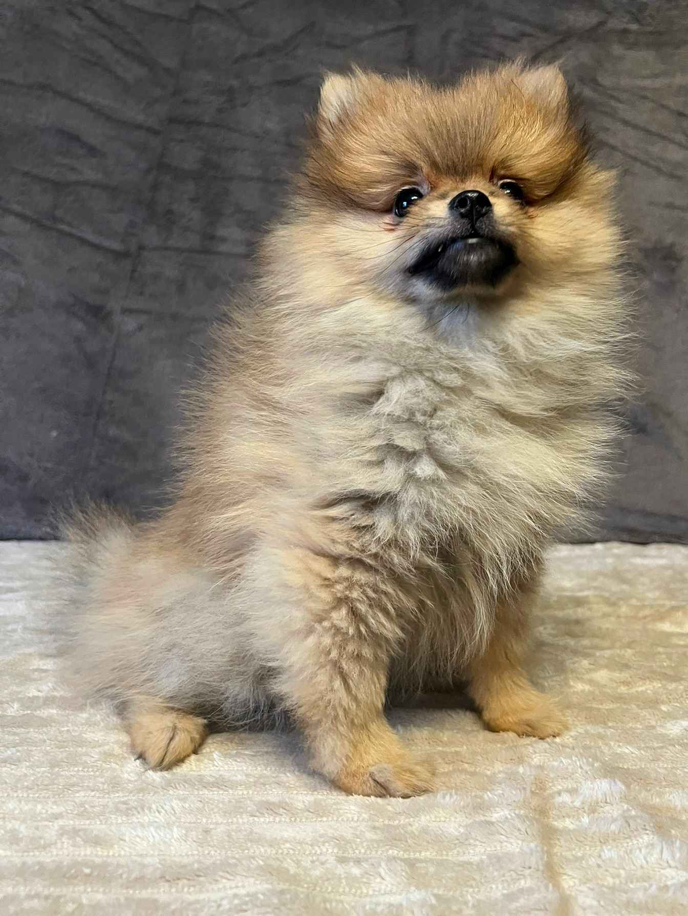 Szpic miniaturowy, Pomeranian - ORANGE Widzew - zdjęcie 4