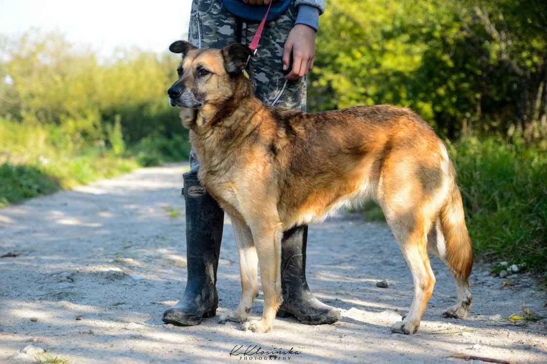 Sonia - przyjazna, łagodna suczka szuka domu! Olsztyn - zdjęcie 4