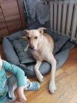 FIGO cudny spory pies szuka domu Bydgoszcz - zdjęcie 4