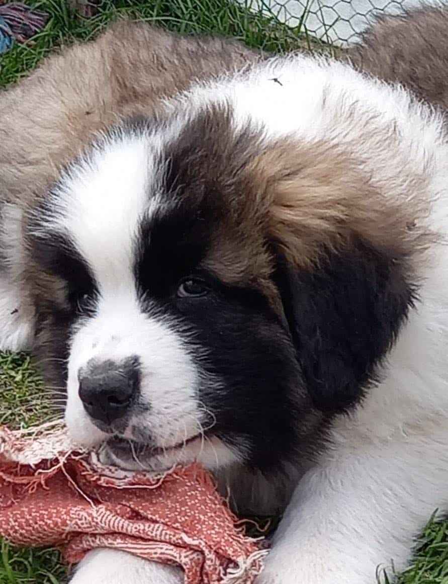 Moskiewski pies stróżujący Bernardyn Kaukaz Kangal Owczarek Koluszki - zdjęcie 7