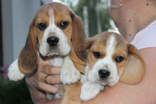 Beagle szczeniaczki ZKwP FCI po Championach Aleksandria - zdjęcie 7