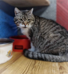 Serafina - kocia księżniczka szuka domu! Olsztyn - zdjęcie 2