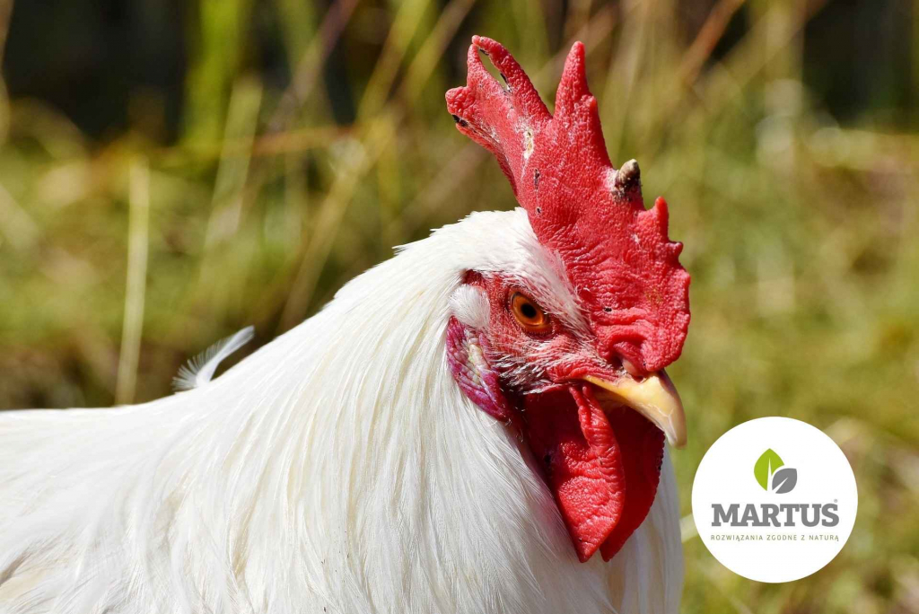 Kreda Pastewna Złotów - zdjęcie 1