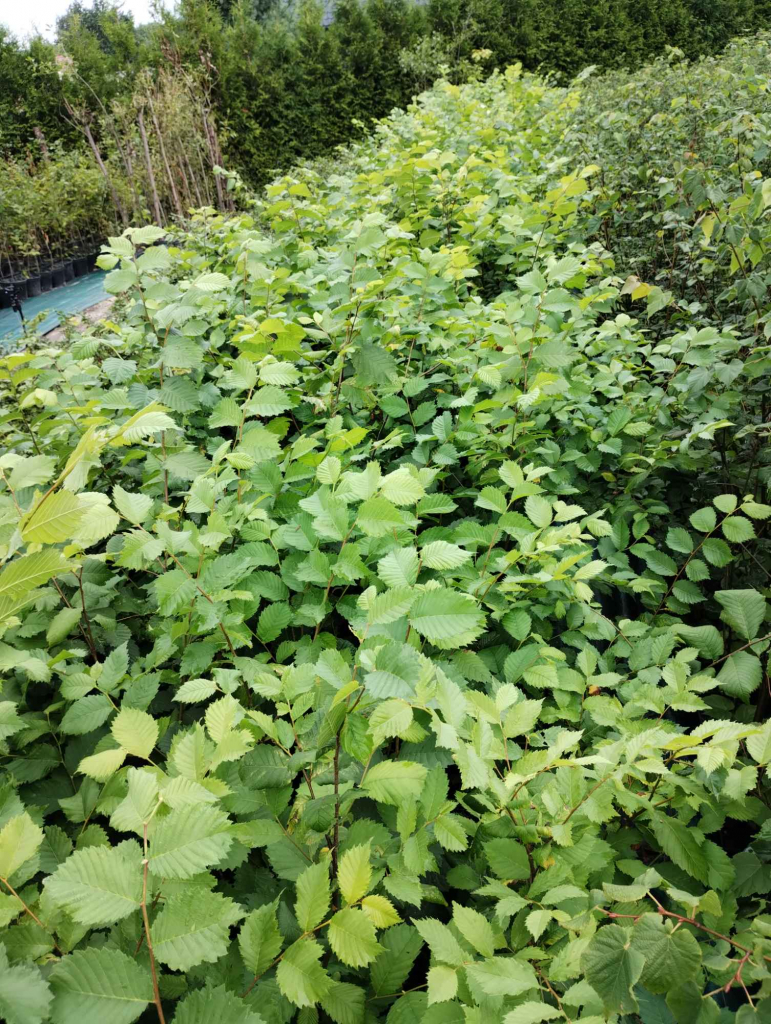 Wiąz szypułkowy sadzonki w doniczkach Ulmus laevis Buczków - zdjęcie 3