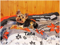 ULTRA Mini XXS! Yorkshire Terrier York 6-mcy malutki chłopczyk Bubu Żary - zdjęcie 10