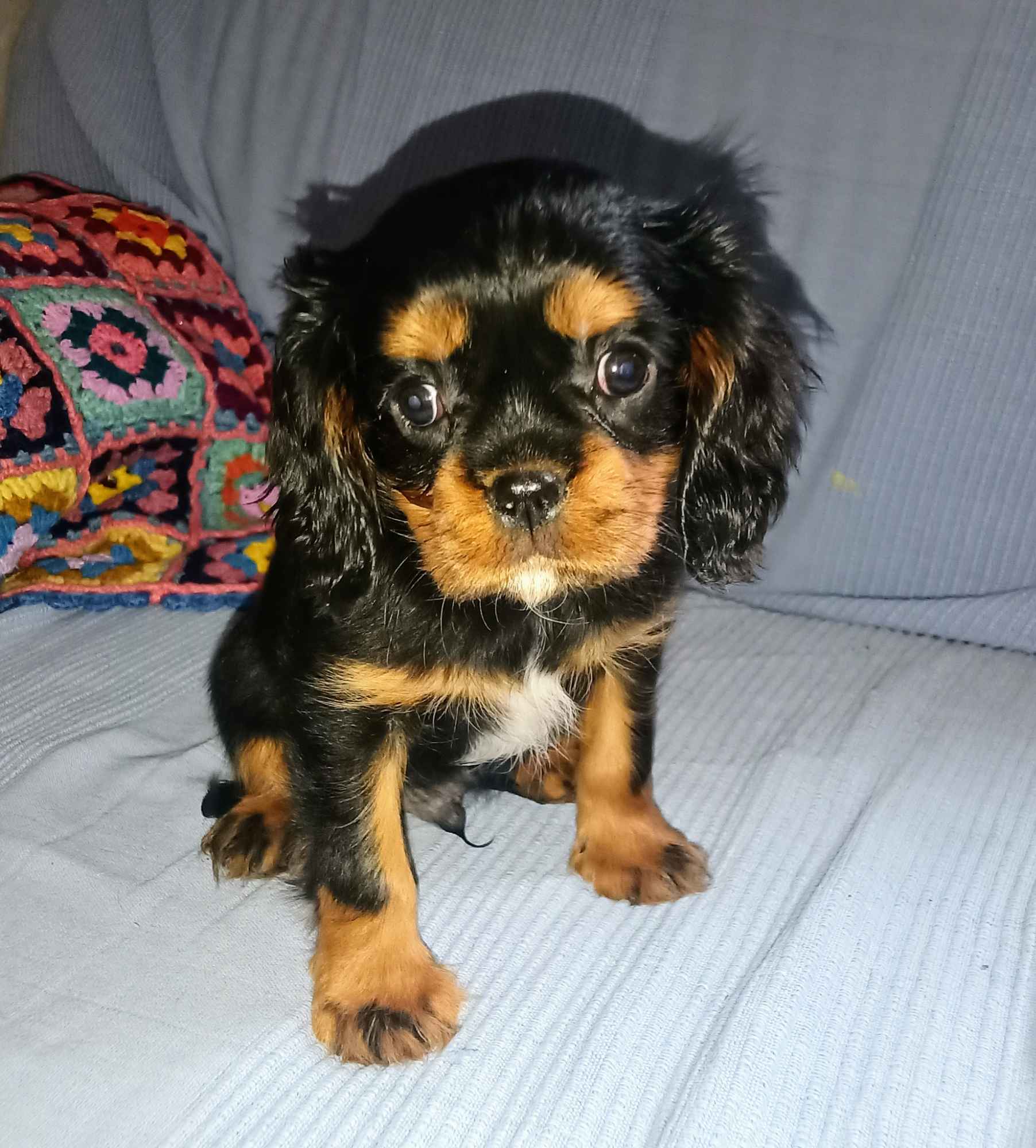 Gotowy do odbioru piesek Cavalier z rodowodem i wyprawką Górna - zdjęcie 4