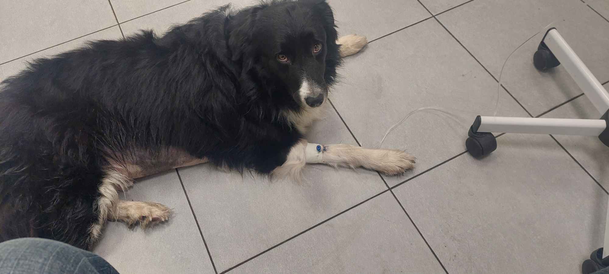CZAREK potrzebuje leczenia wplaty blik lub na pomagam.pl Inowrocław - zdjęcie 1