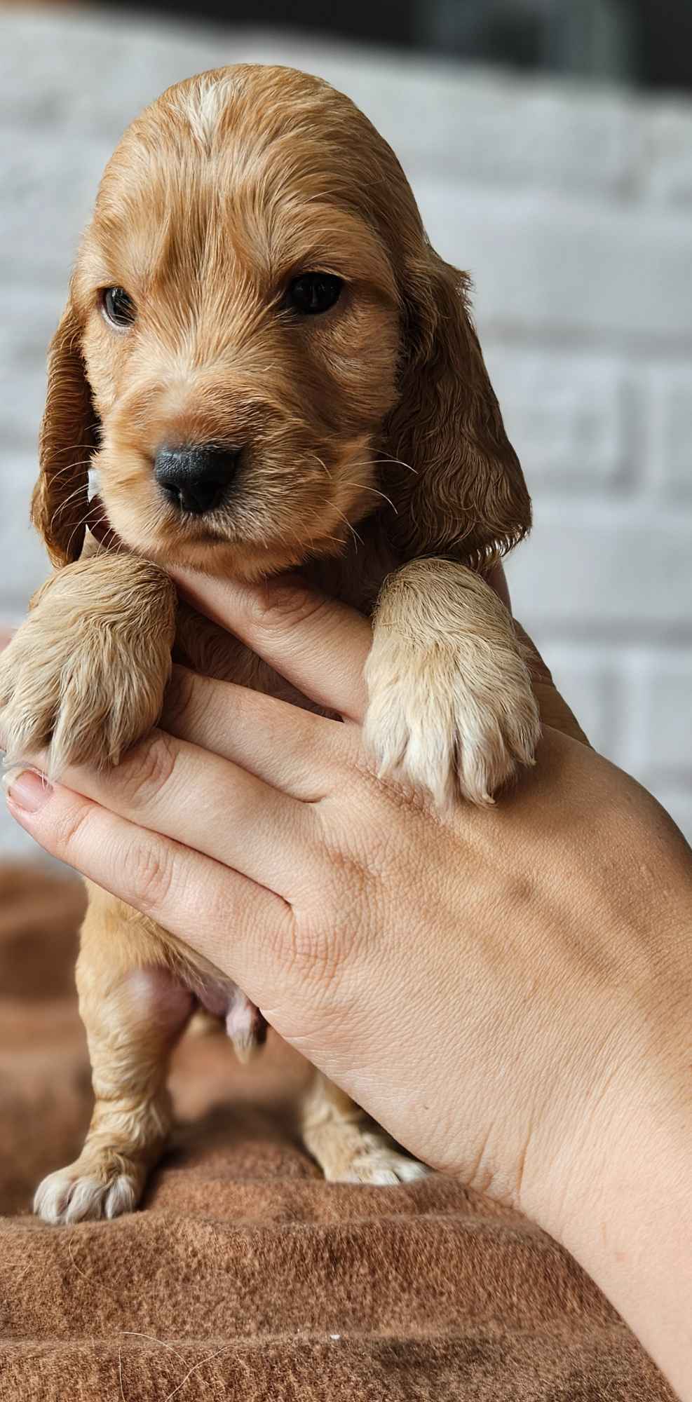 Cocker Spaniel Angielski Przyszowa - zdjęcie 4