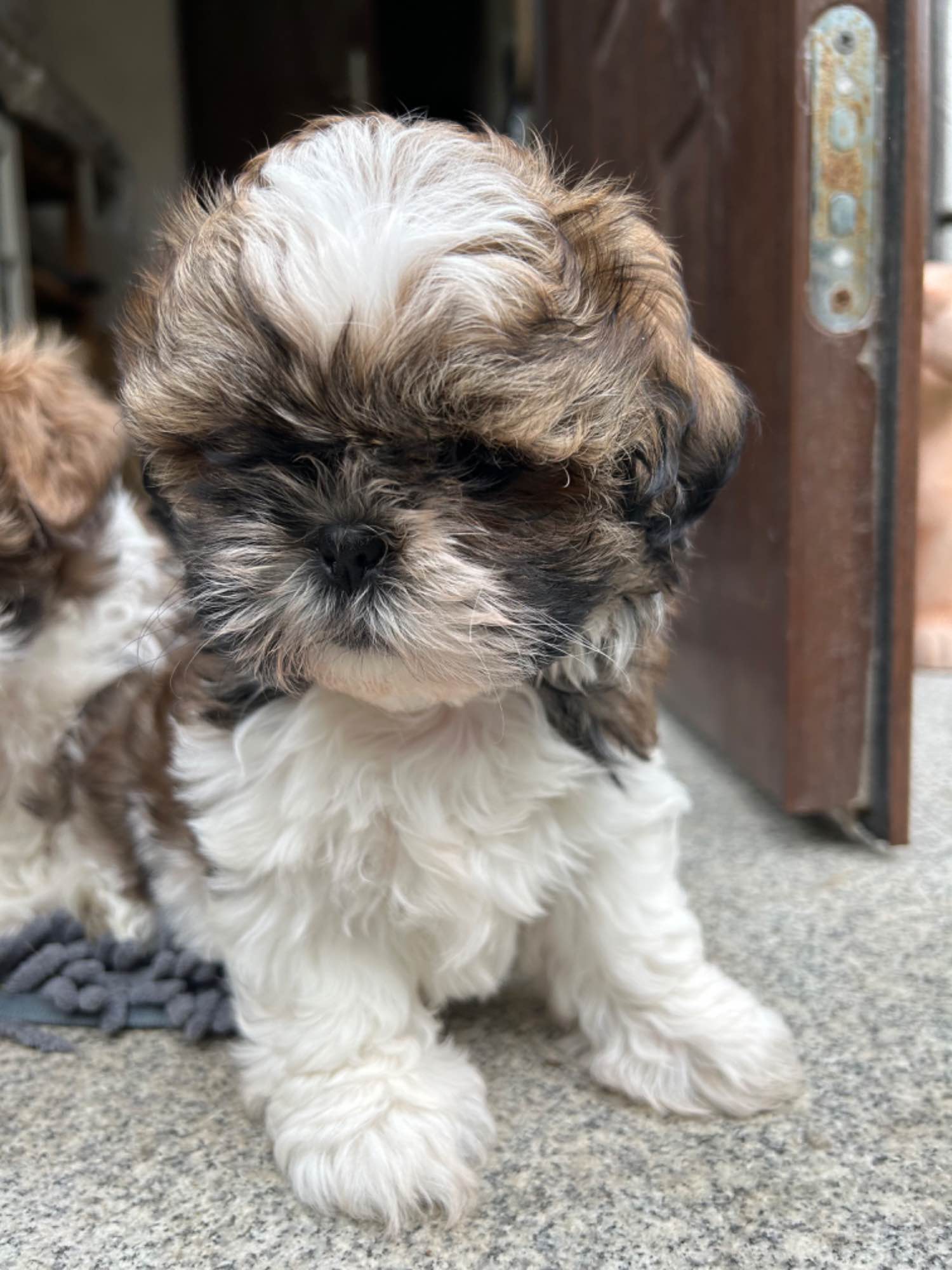 Hodowla psów rasowych Shihtzu Psie Pole - zdjęcie 6