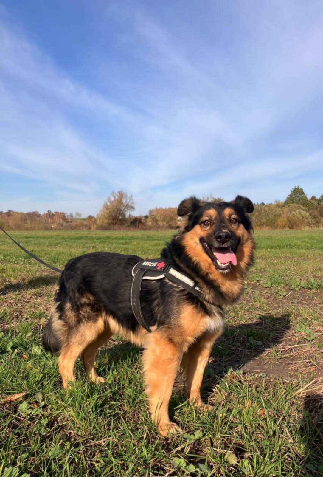 Fantastyczny Toster szuka domu! Olsztyn - zdjęcie 2