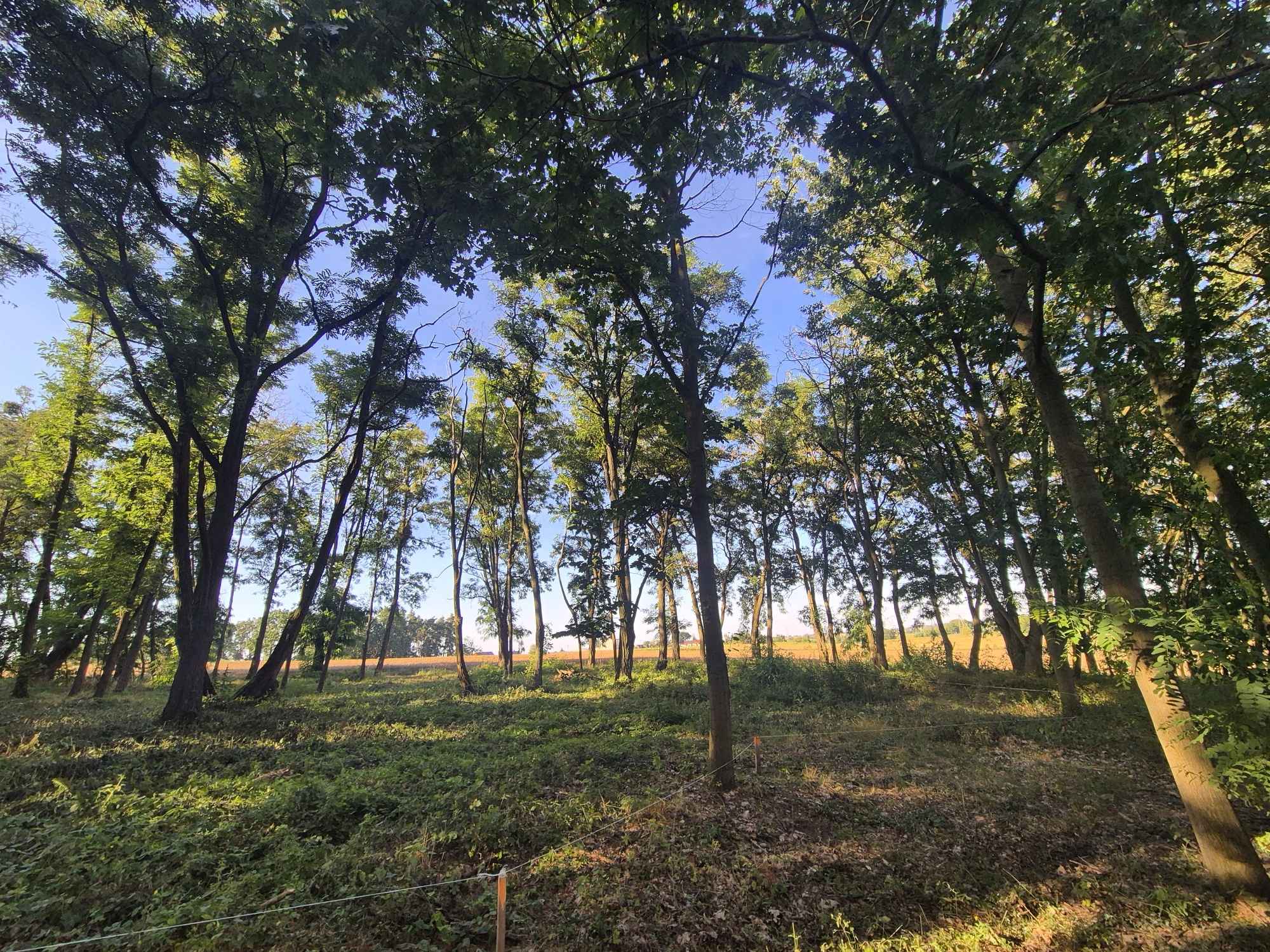 Sprzedam działkę Sieraków - zdjęcie 1