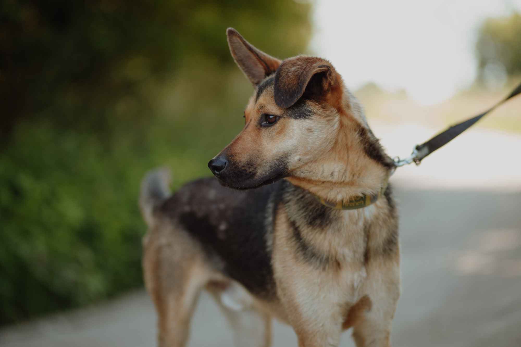 Fryc - młody, kochany psiak uratowany z łańcucha Olsztyn - zdjęcie 3