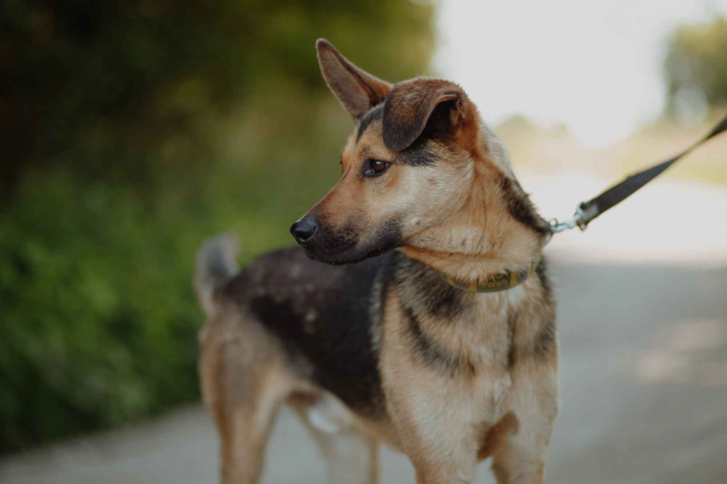 Fryc - młody, kochany psiak uratowany z łańcucha Olsztyn - zdjęcie 3