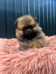 Szpic Miniaturowy, Pomeranian