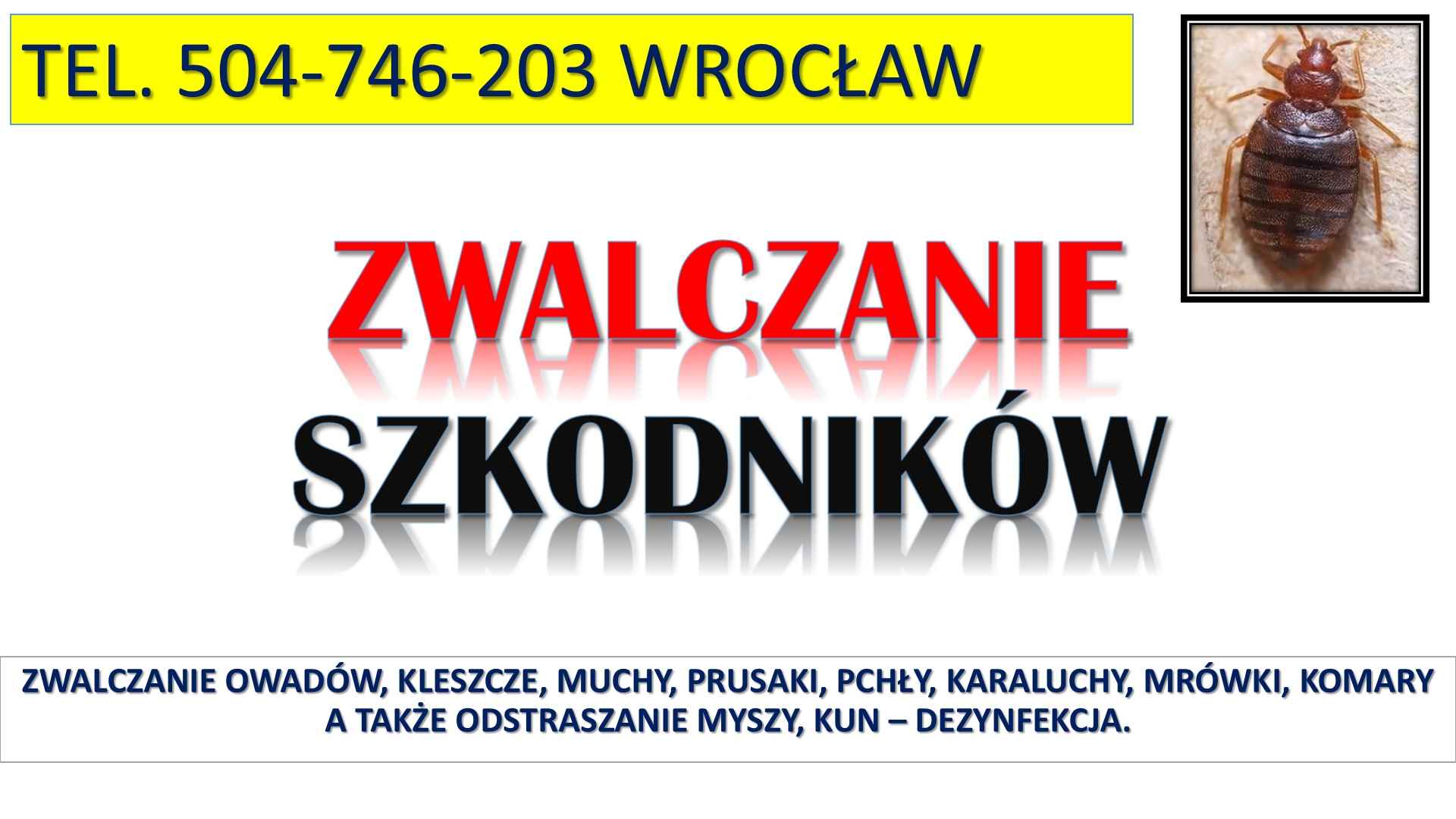Zwalczanie pluskwy tel 504746203, Wrocław. Pluskwa oprysk, dezynfekcja Psie Pole - zdjęcie 4