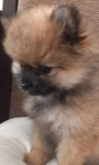 Szpic miniaturowy pomeranian Radomsko - zdjęcie 4