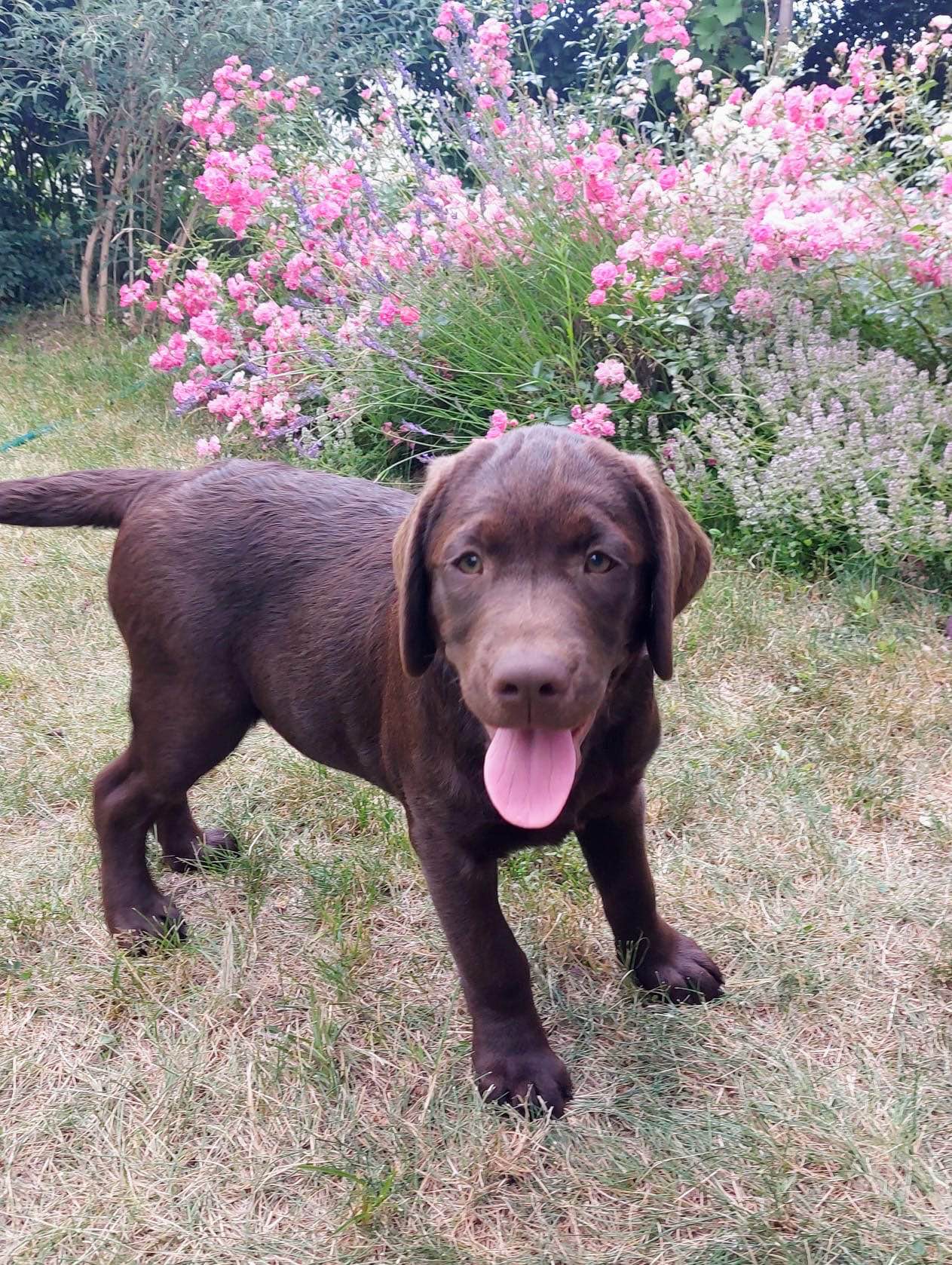 Labrador czekoladowy szczenię Bogumiłowice - zdjęcie 5